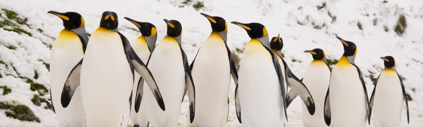 King emperor penguins marching