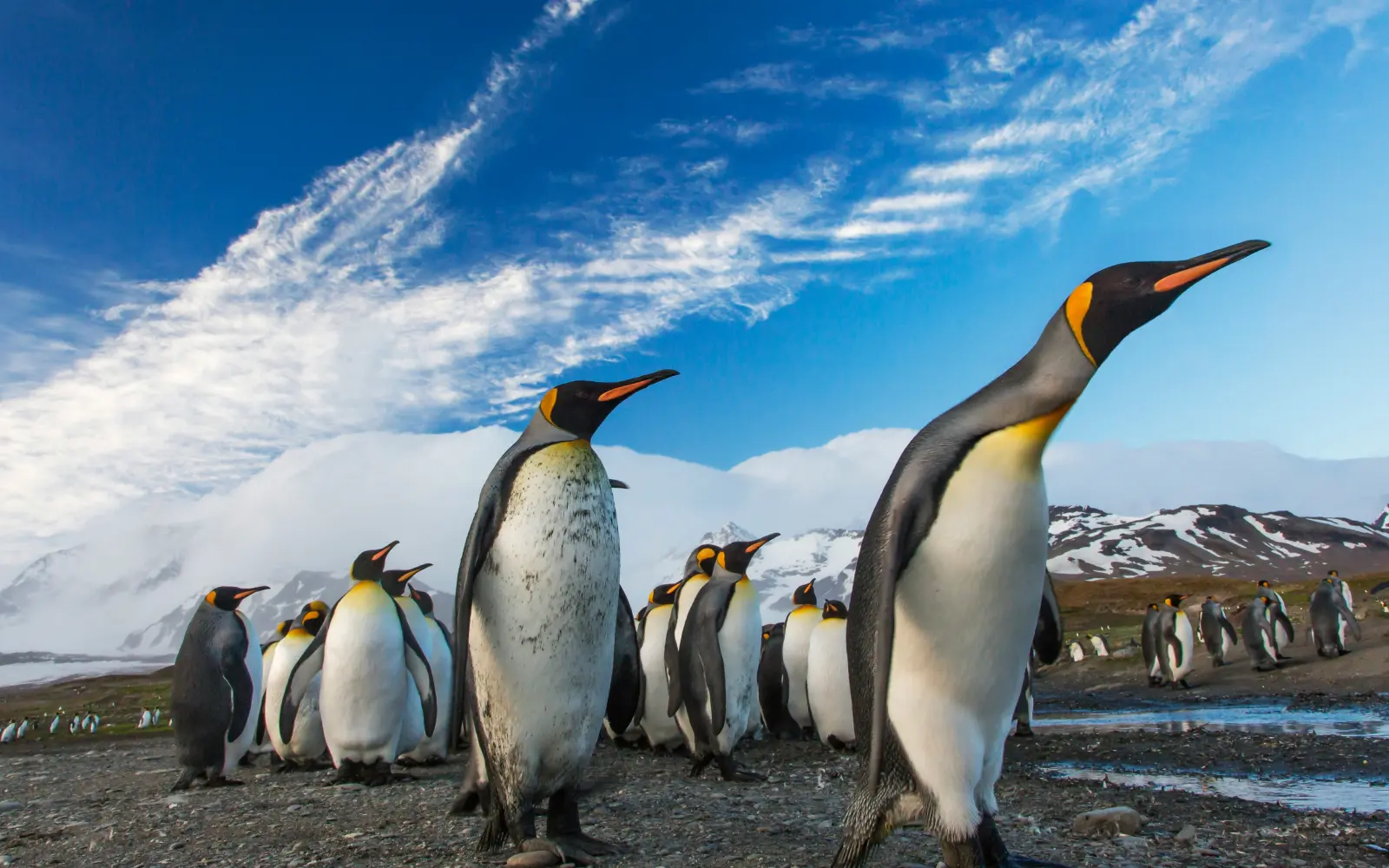 On vPPAs and Penguins 