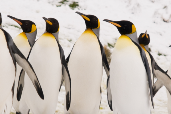 King emperor penguins marching